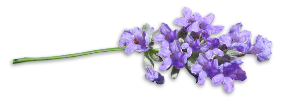 lavanda